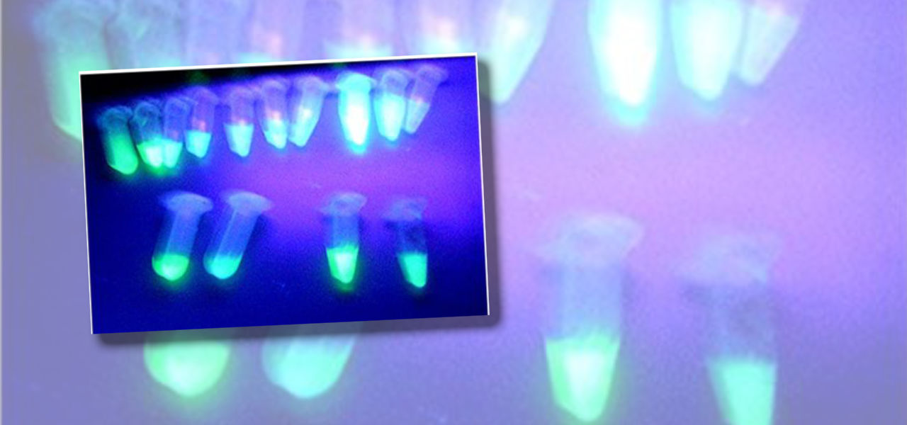 Schnupperkurs Gentechnik am Explo Heidelberg